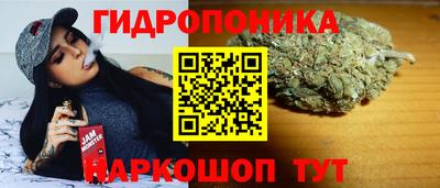 стафф Кингисепп